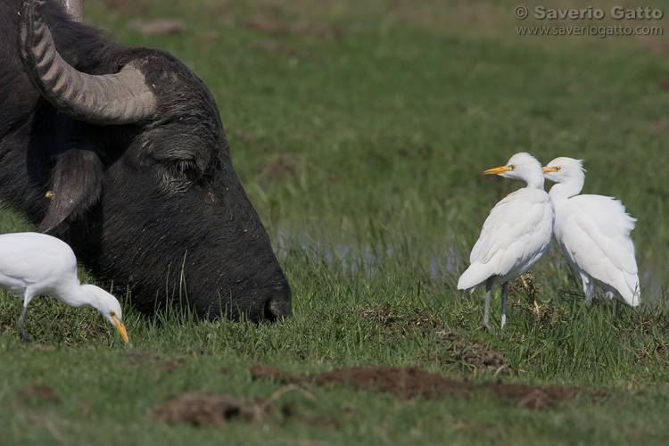 Cattle Egret