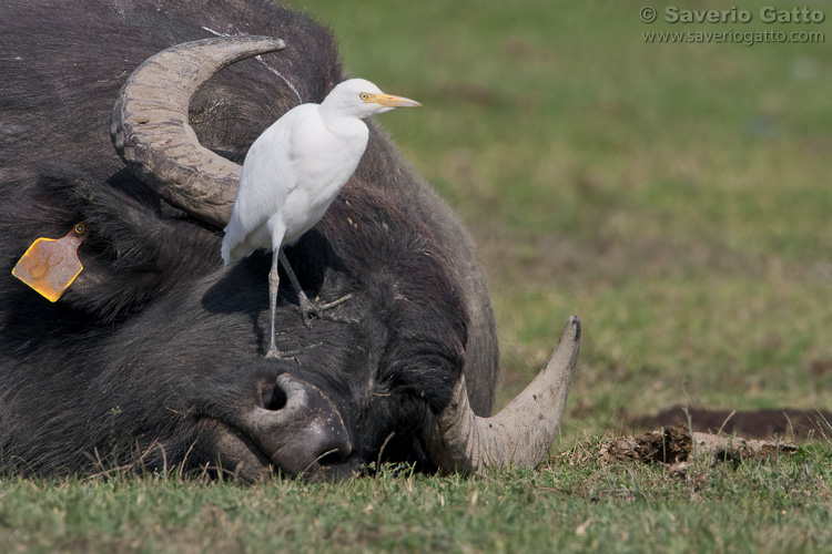 Cattle Egret