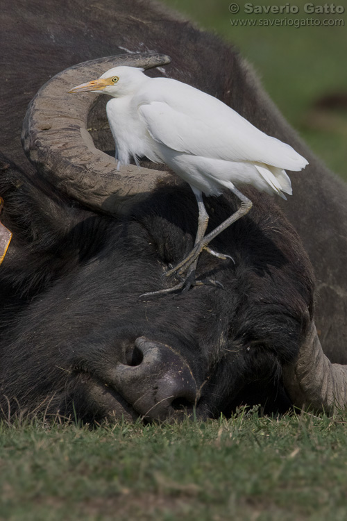 Cattle Egret