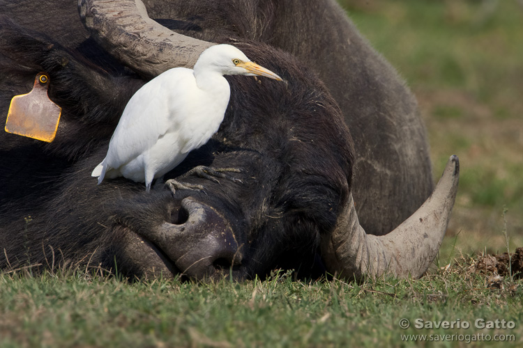 Cattle Egret