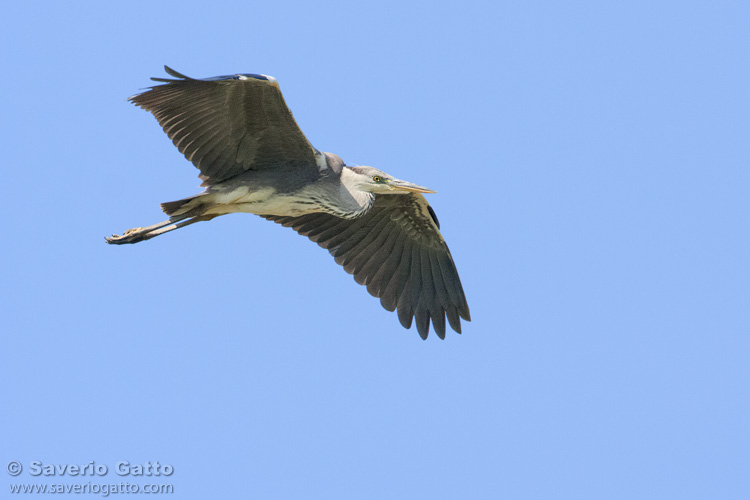 Airone cenerino