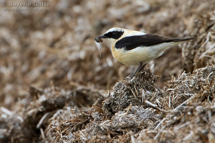 Eastern Black-eared Wheatear