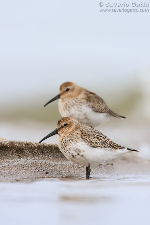 Dunlin