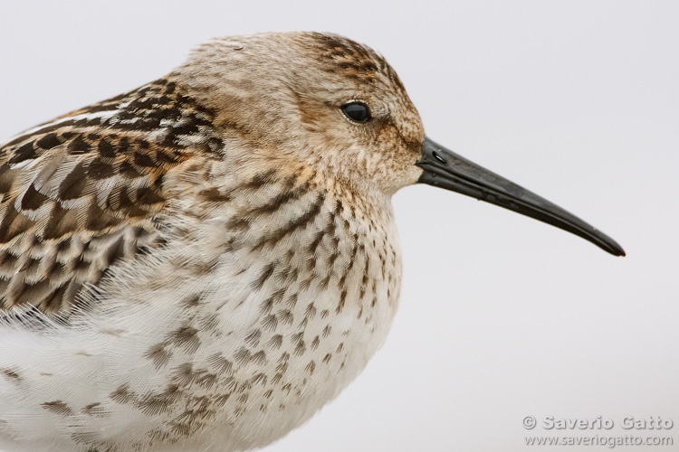 Dunlin