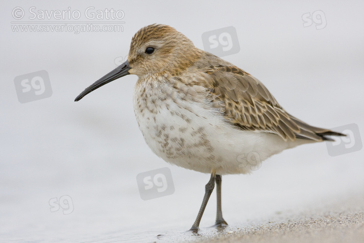 Dunlin