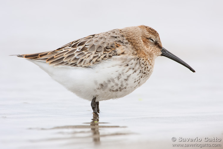 Dunlin