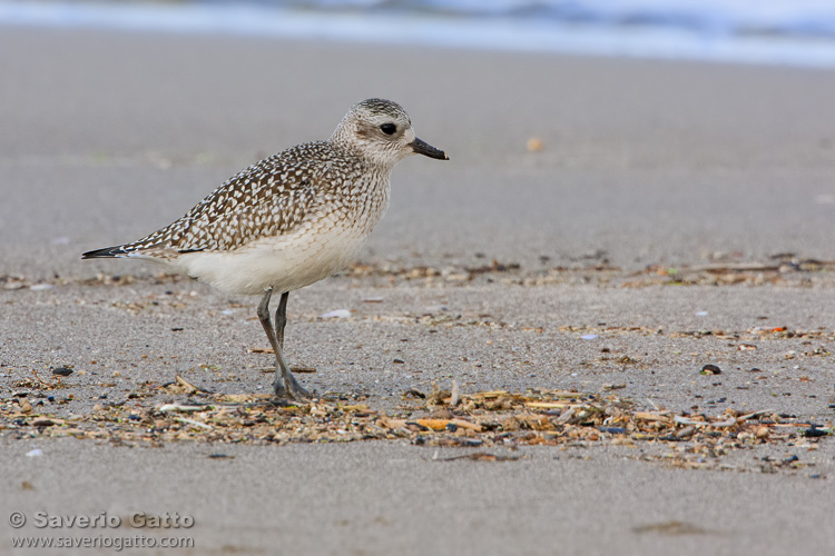 Grey Plover