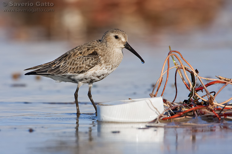 Dunlin