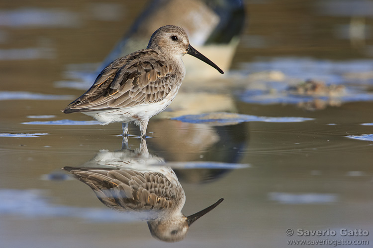 Dunlin