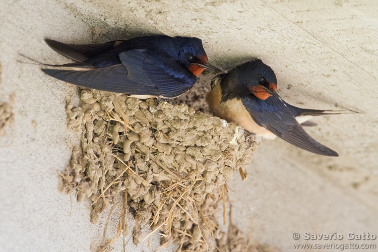 Barn Swallow