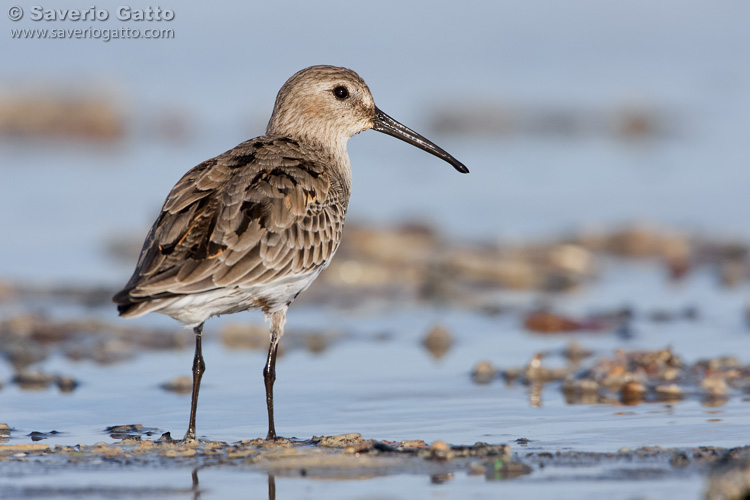 Dunlin