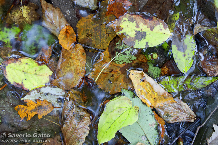 Autumn Leaves