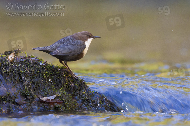 Dipper