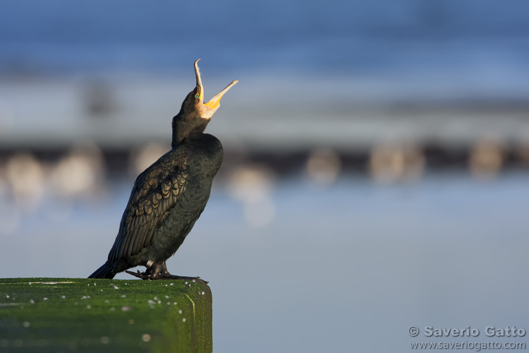 Great Cormorant