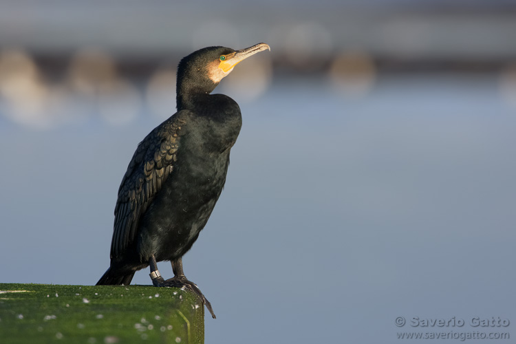 Great Cormorant