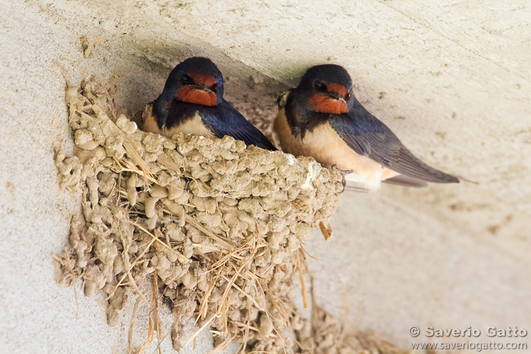 Barn Swallow