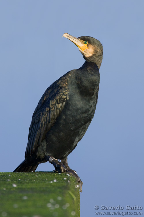 Great Cormorant