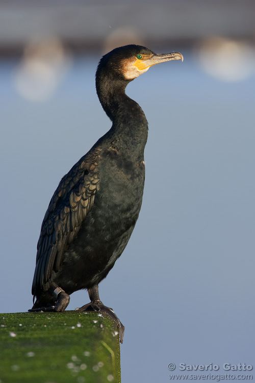 Great Cormorant