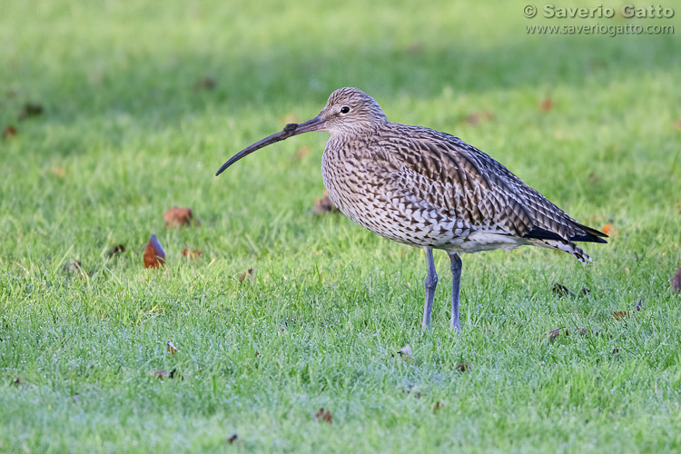 Eurasian Curlew