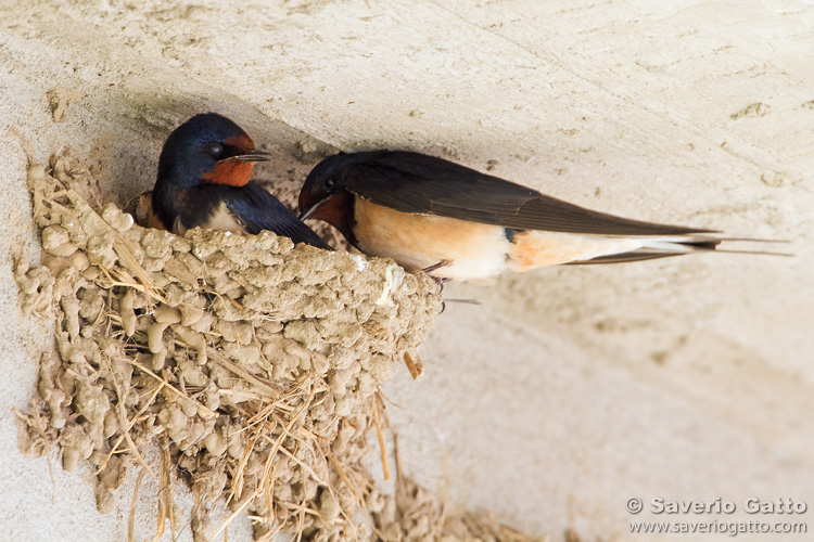 Barn Swallow