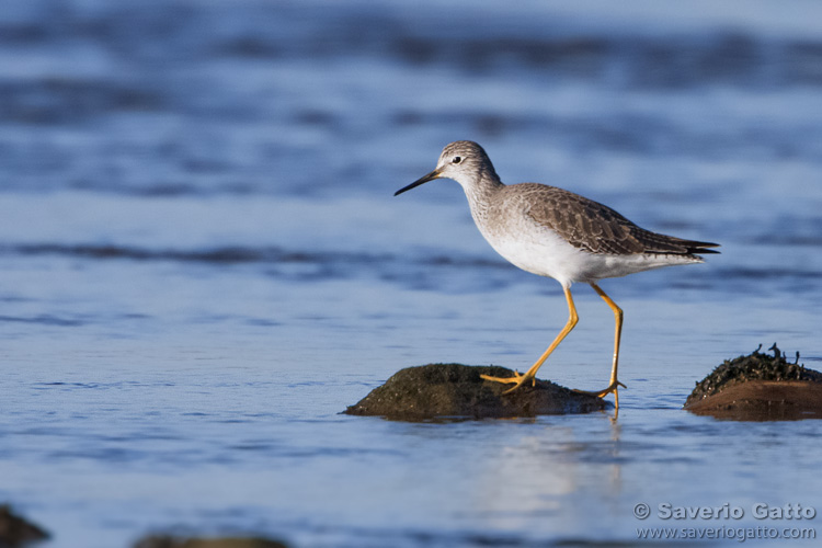 Lesser Yellowlegs