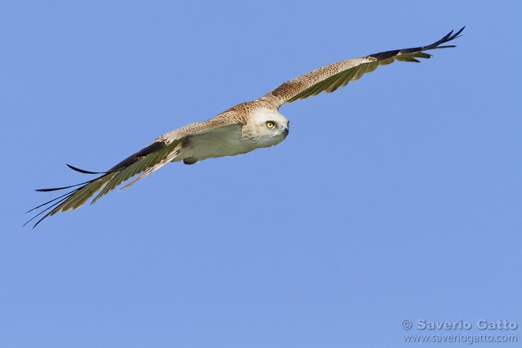 Short-toed Eagle