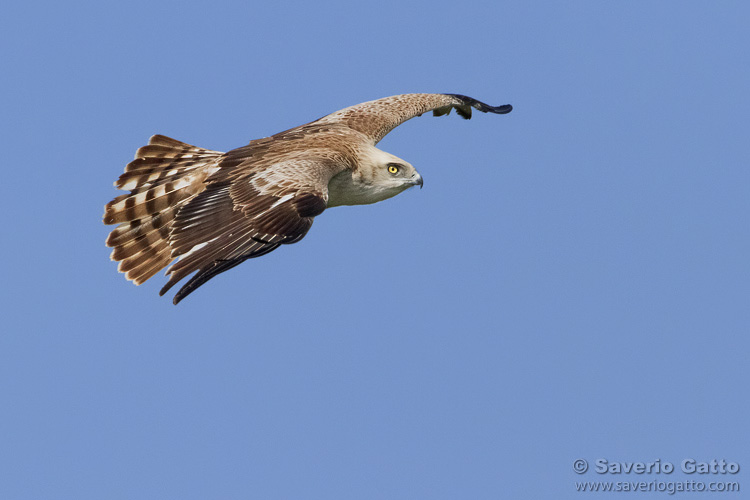 Short-toed Eagle