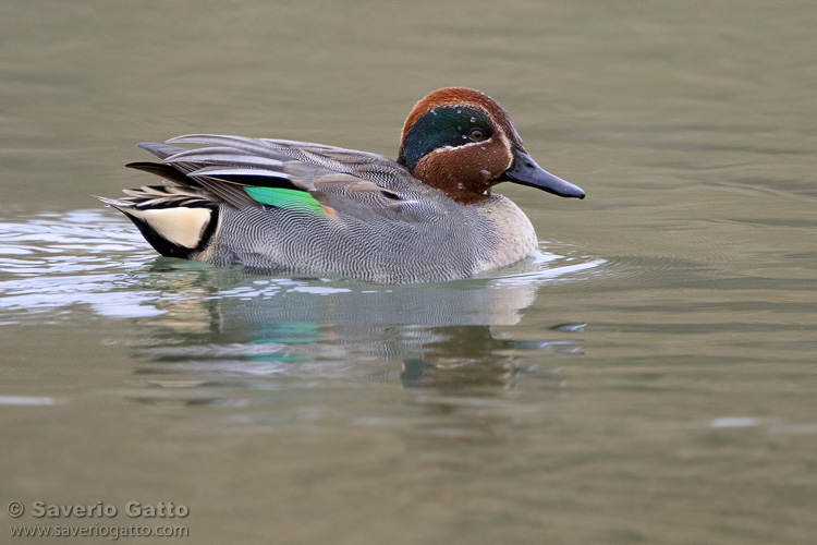 Eurasian Teal