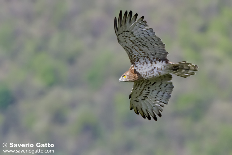 Short-toed Eagle