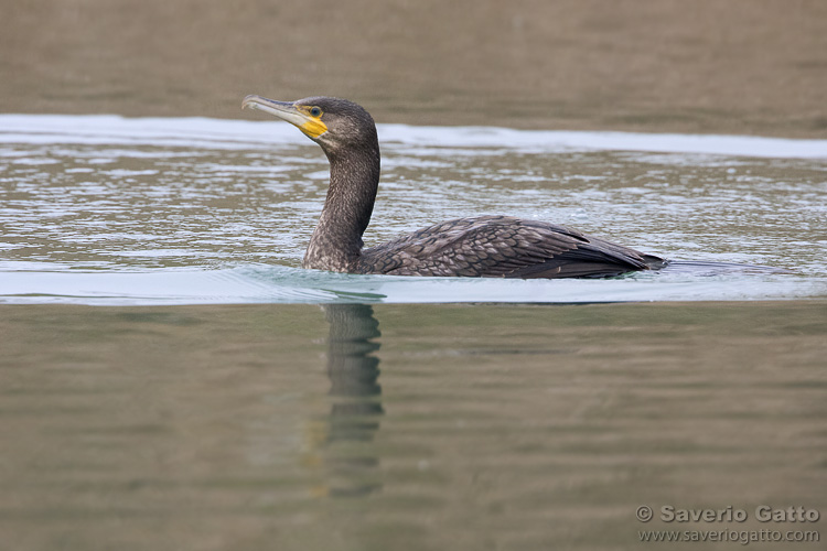 Great Cormorant