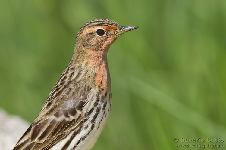 Red-throated Pipit