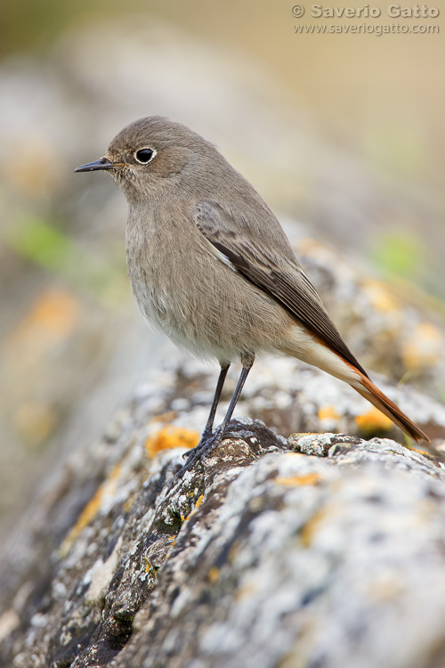 Black Redstart