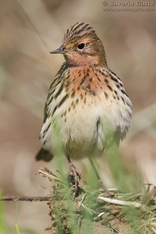 Red-throated Pipit