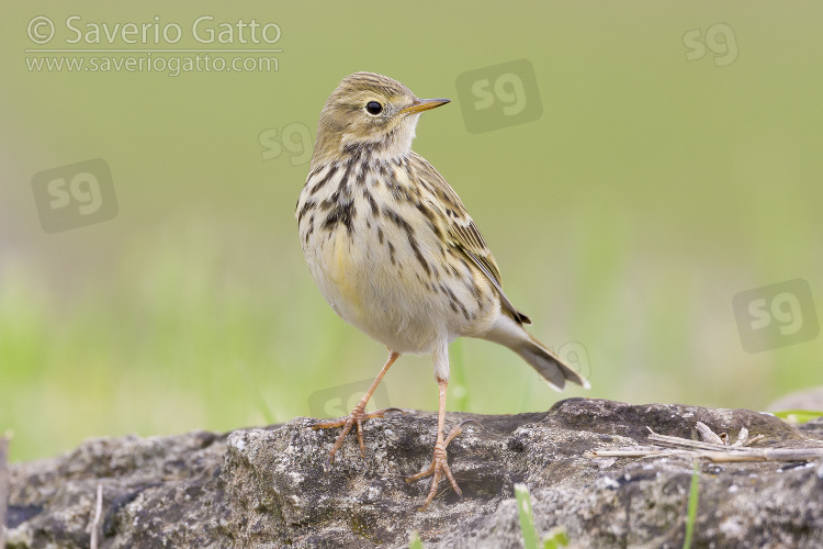 Meadow Pipit