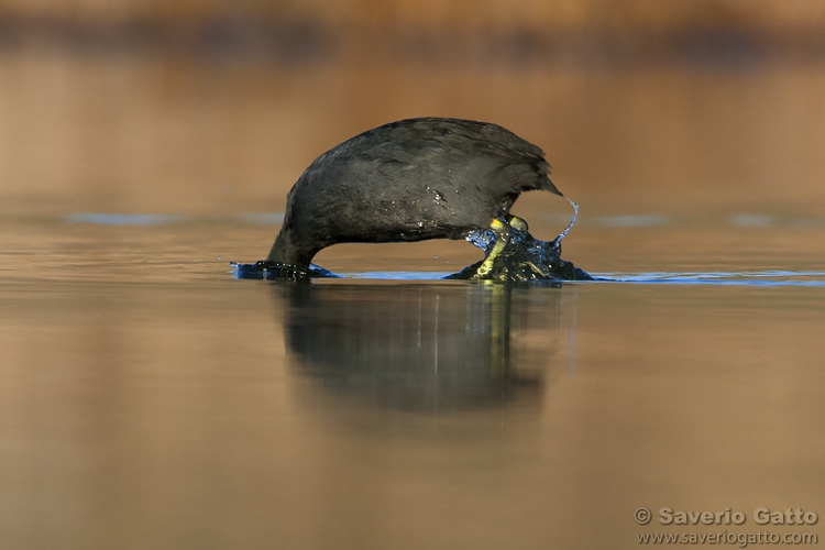 Eurasian Coot