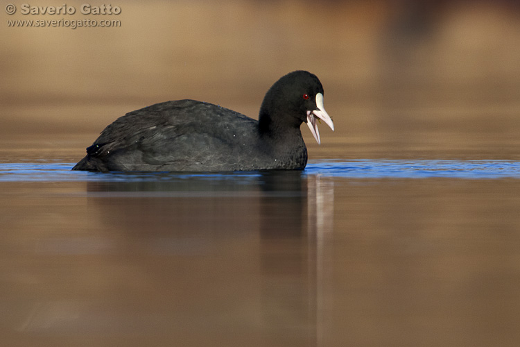 Eurasian Coot