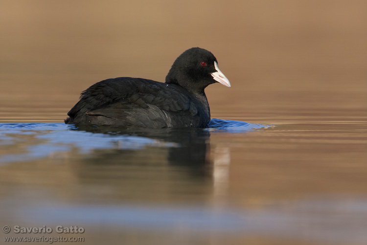 Eurasian Coot