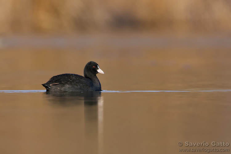 Eurasian Coot