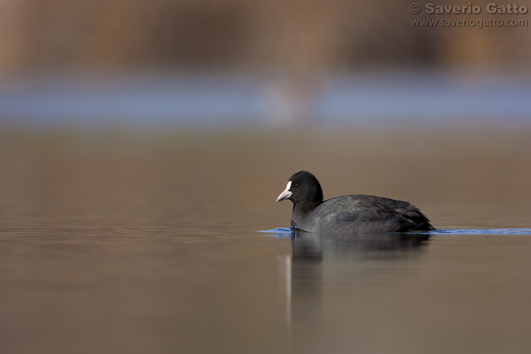 Eurasian Coot