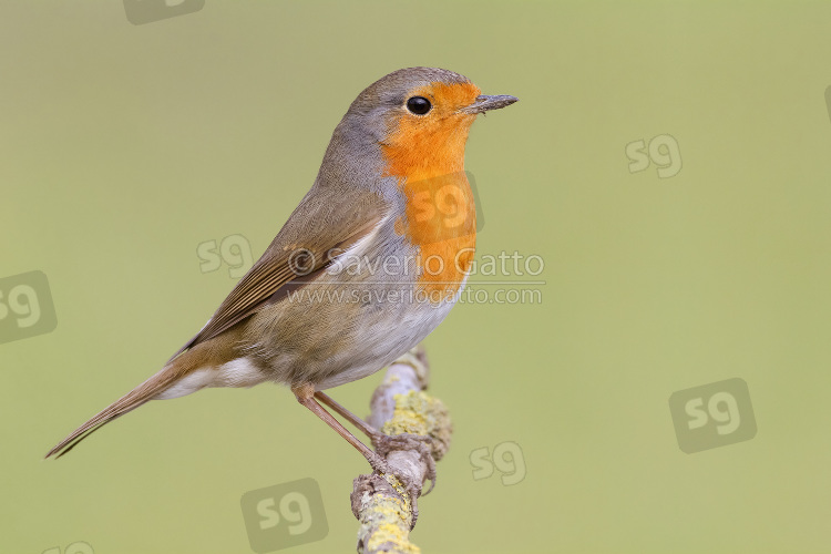 European Robin