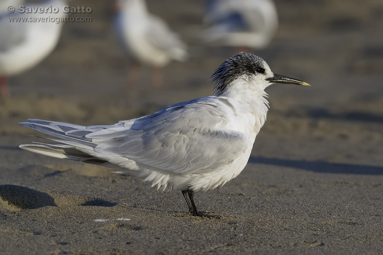 Sandwich Tern