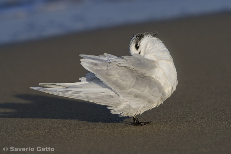 Sandwich Tern