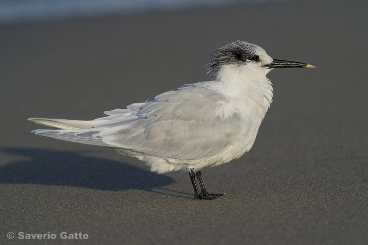 Sandwich Tern