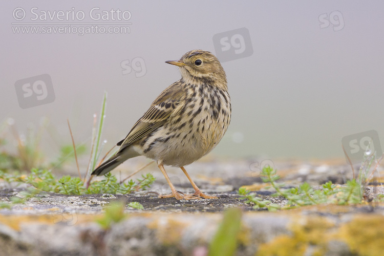 Meadow Pipit