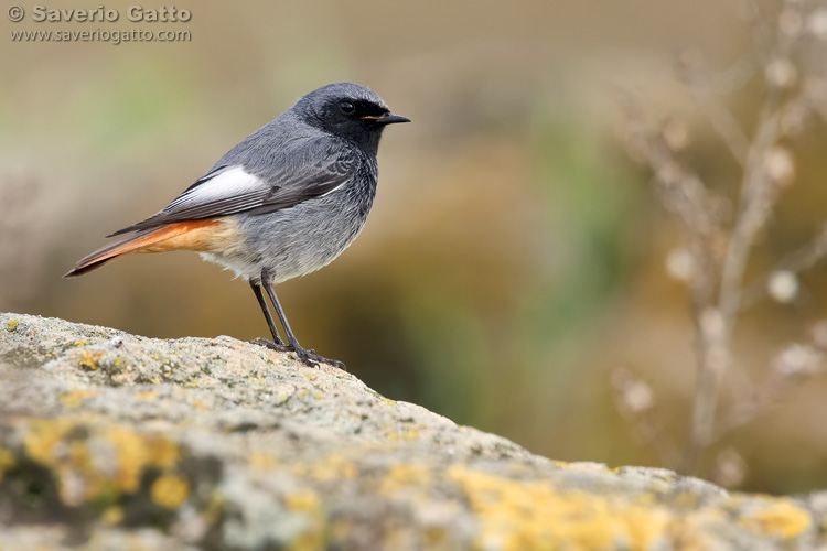 Black Redstart