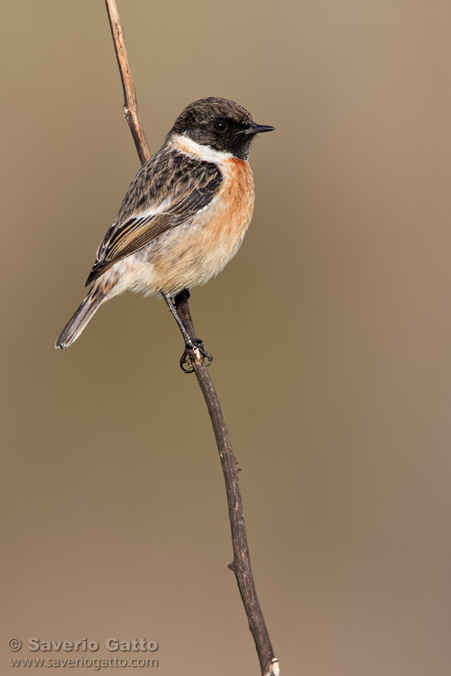 European Stonechat