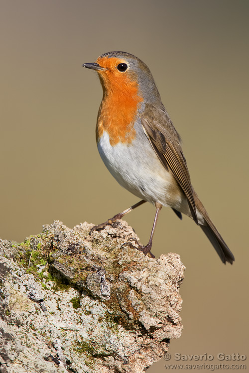 European Robin