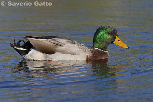 Mallard