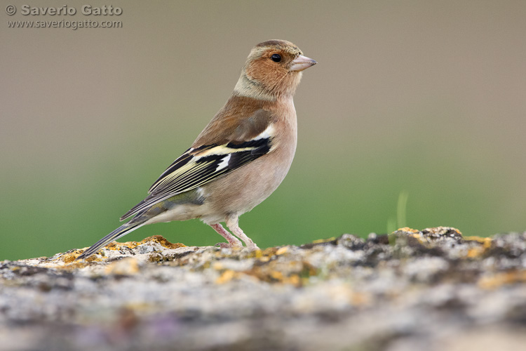 Common Chaffinch