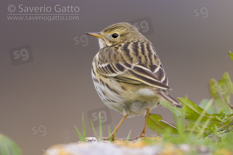 Red-throated Pipit